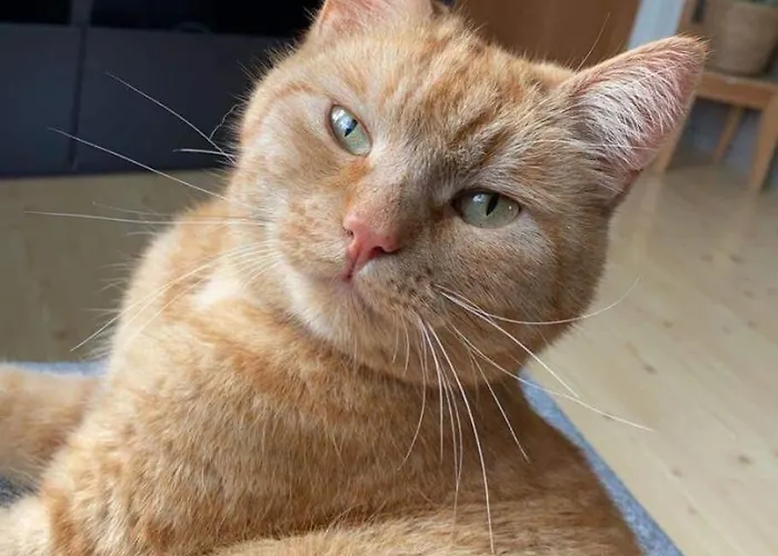 Cozy House With Free Parking On The Premises Ringebu